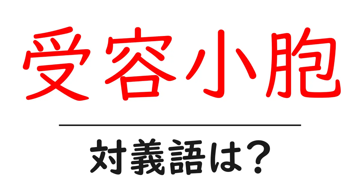 受容小胞の対義語・反対語を使用例を交えて分かりやすく解説!