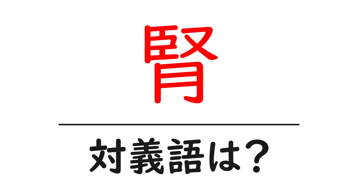 腎の対義語・反対語を使用例を交えて分かりやすく解説!