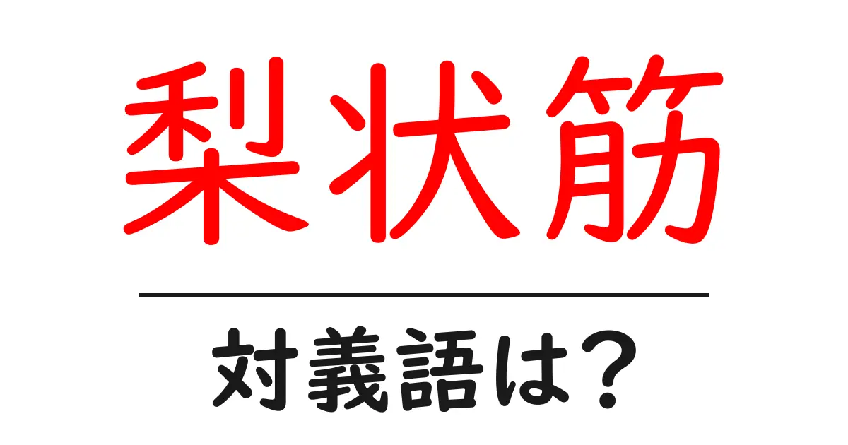 梨状筋の対義語・反対語を使用例を交えて分かりやすく解説!