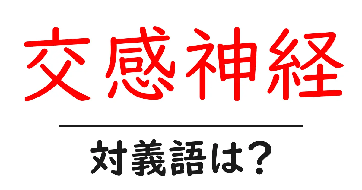 交感神経の対義語・反対語を使用例を交えて分かりやすく解説!
