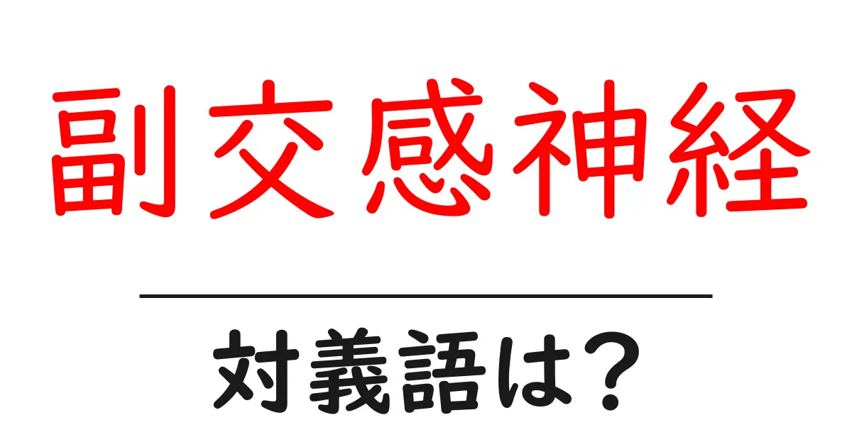 副交感神経の対義語・反対語を使用例を交えて分かりやすく解説!