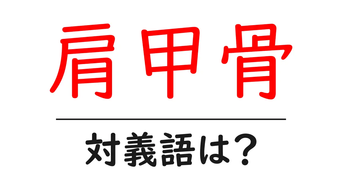 肩甲骨の対義語・反対語を使用例を交えて分かりやすく解説!