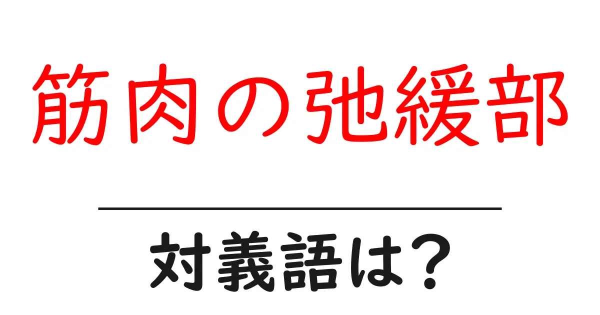 筋肉の弛緩部の対義語・反対語を使用例を交えて分かりやすく解説!