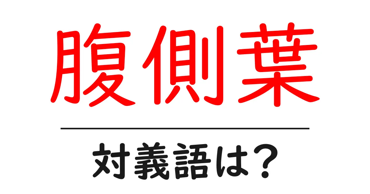 腹側葉の対義語・反対語を使用例を交えて分かりやすく解説!