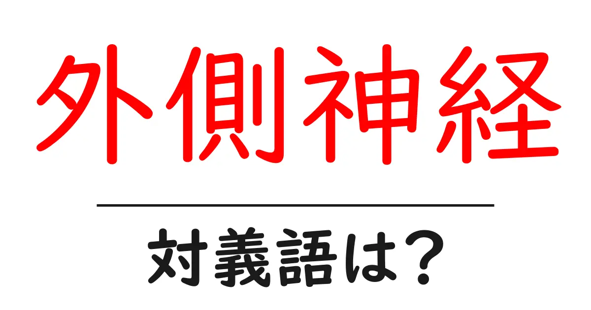 外側神経の対義語・反対語を使用例を交えて分かりやすく解説!