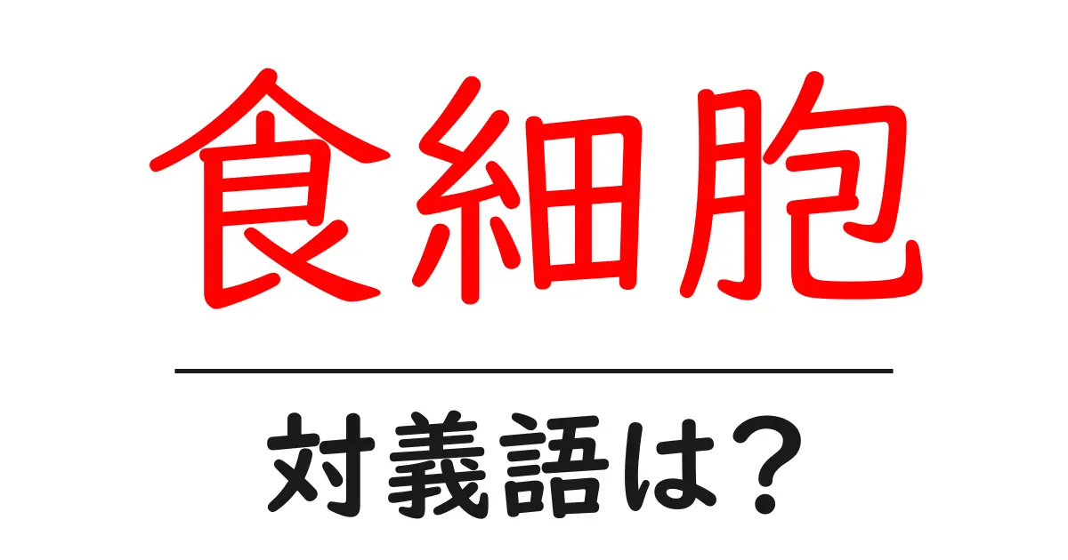 食細胞の対義語・反対語を使用例を交えて分かりやすく解説!