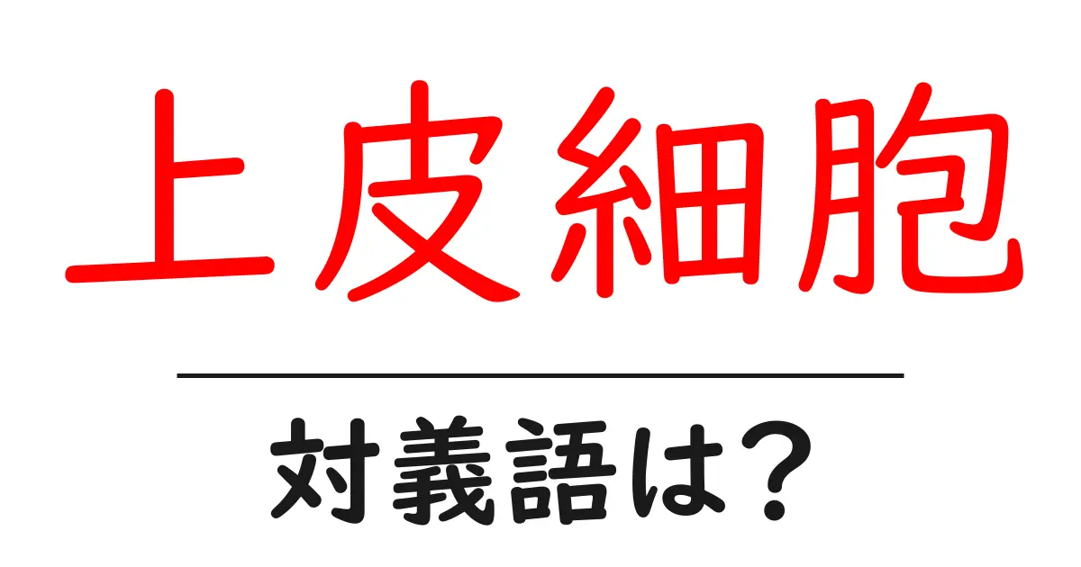 上皮細胞の対義語・反対語を使用例を交えて分かりやすく解説!