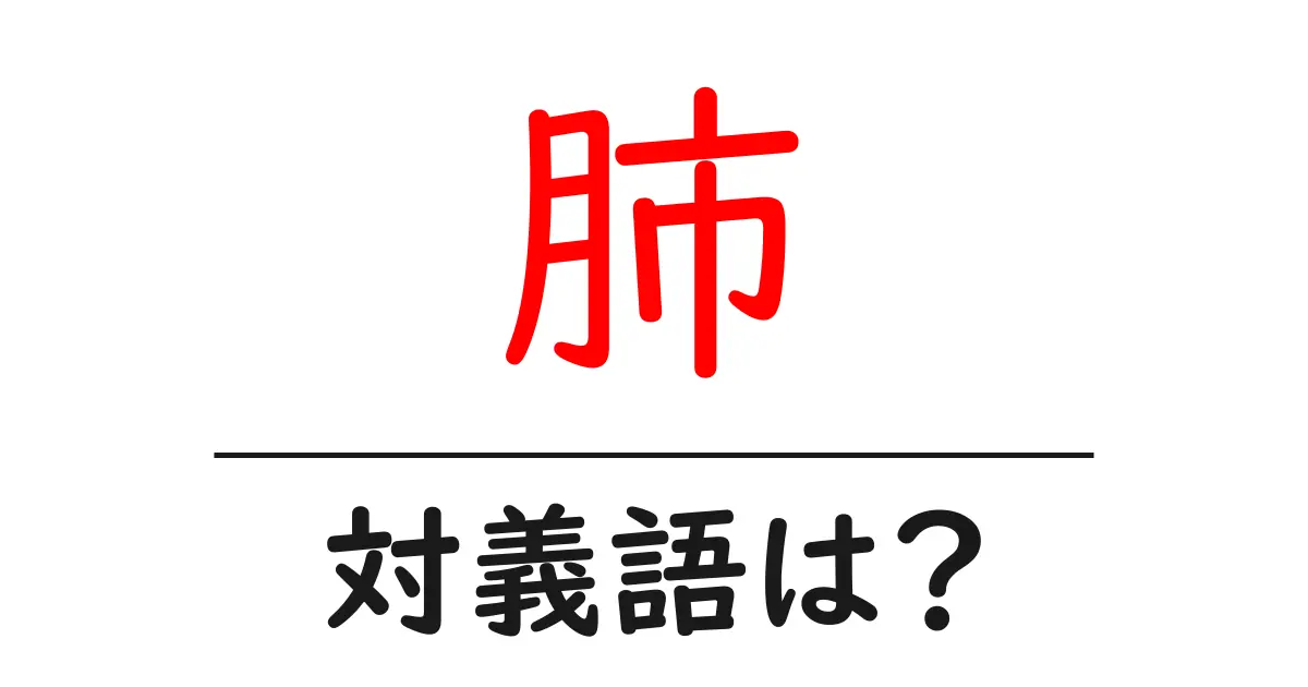 肺の対義語・反対語を使用例を交えて分かりやすく解説!