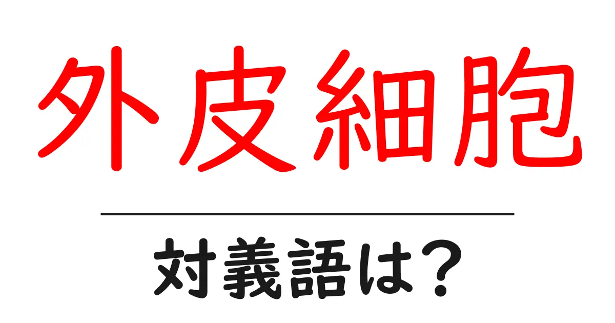 外皮細胞の対義語・反対語を使用例を交えて分かりやすく解説!