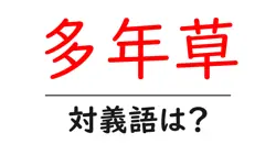 多年草の対義語・反対語を使用例を交えて分かりやすく解説！
