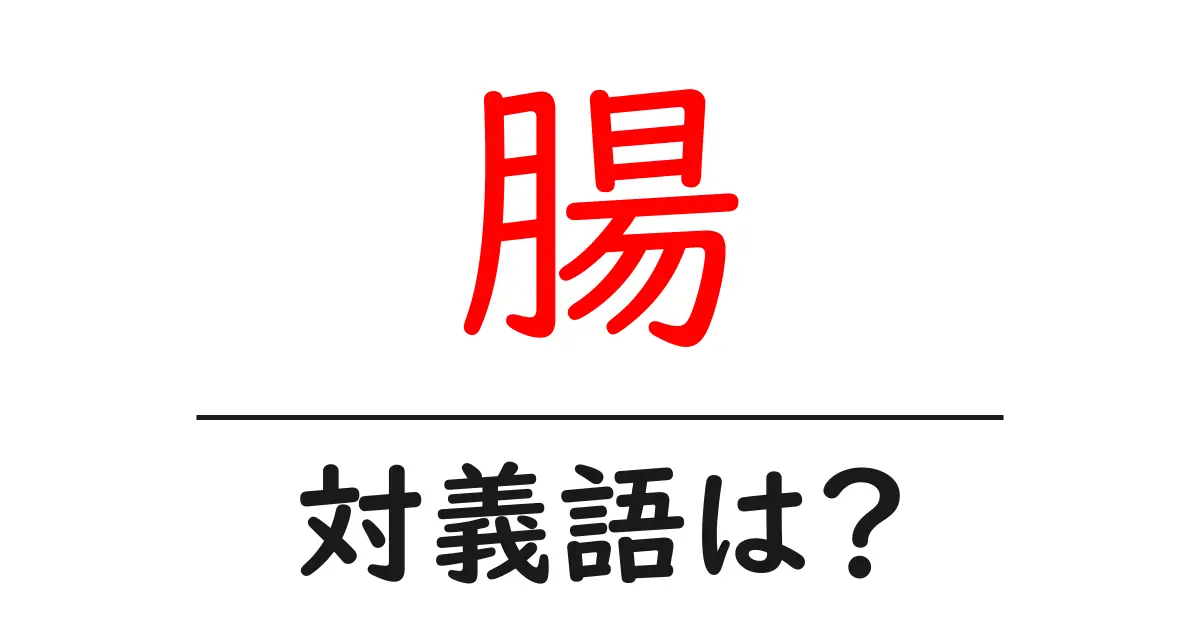 腸の対義語・反対語を使用例を交えて分かりやすく解説!