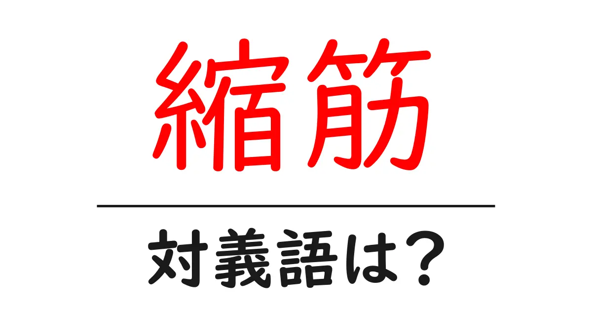 縮筋の対義語・反対語を使用例を交えて分かりやすく解説!