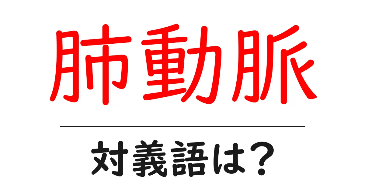 肺動脈の対義語・反対語を使用例を交えて分かりやすく解説！