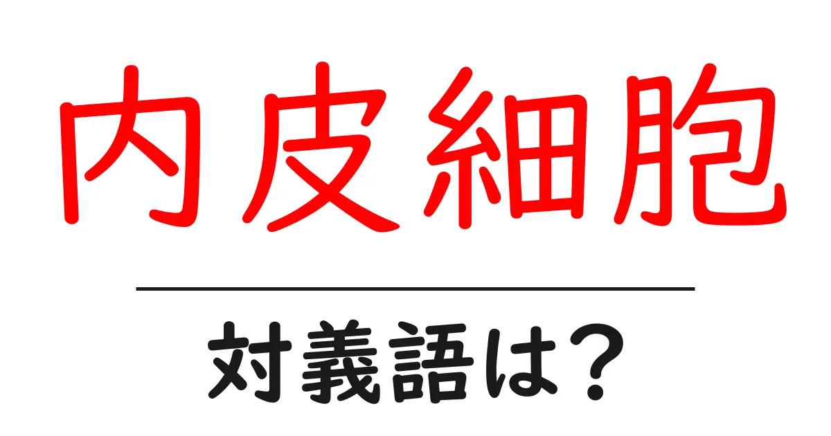 内皮細胞の対義語・反対語を使用例を交えて分かりやすく解説!