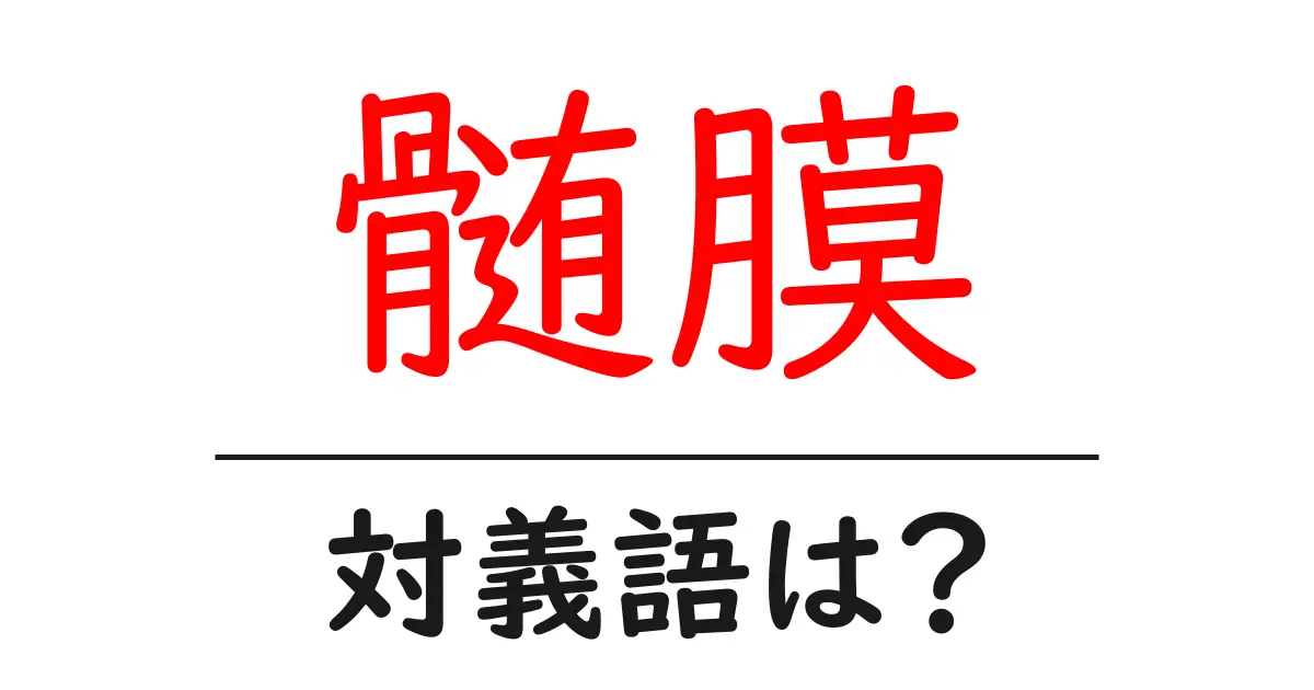 髄膜の対義語・反対語を使用例を交えて分かりやすく解説！