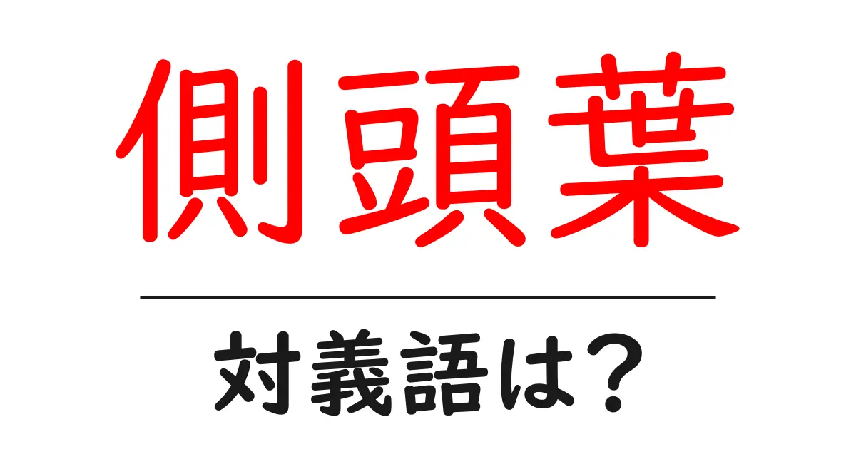 側頭葉の対義語・反対語を使用例を交えて分かりやすく解説！