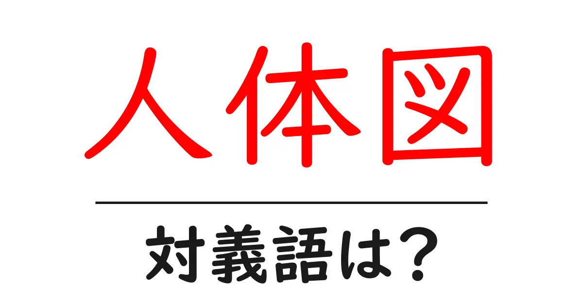 人体図の対義語・反対語を使用例を交えて分かりやすく解説!