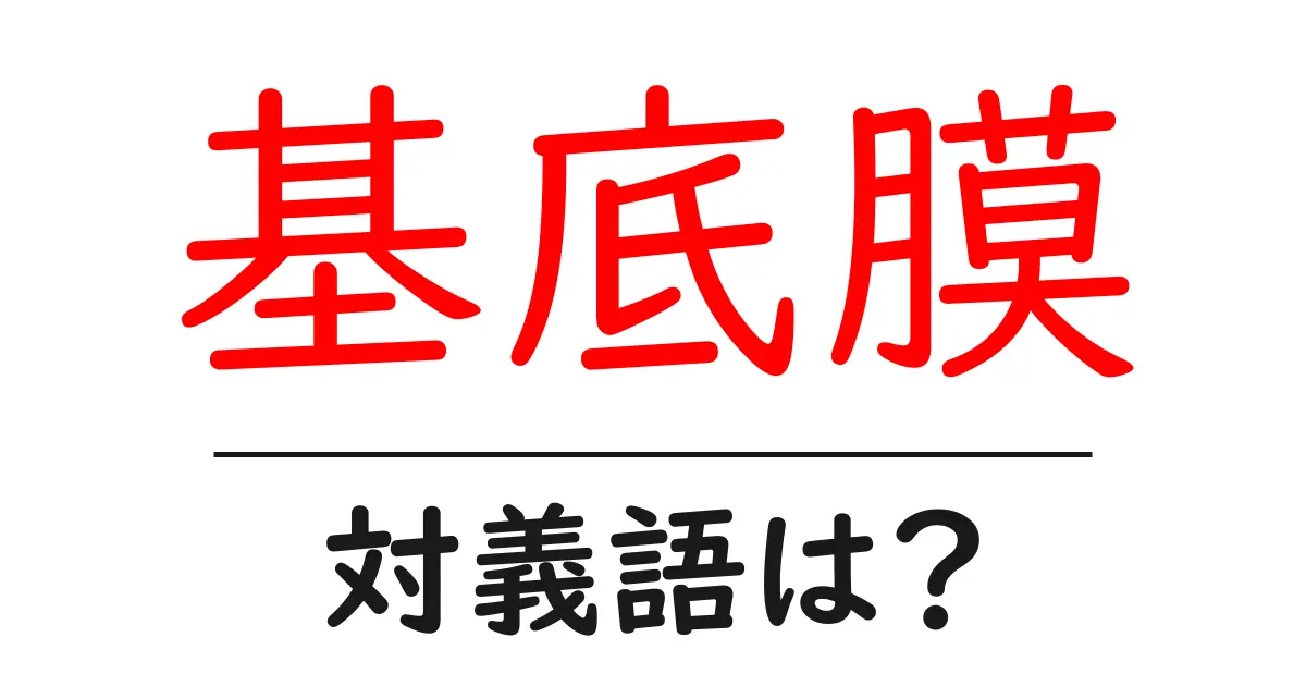 基底膜の対義語・反対語を使用例を交えて分かりやすく解説!