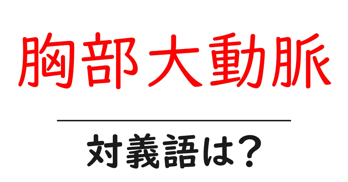 胸部大動脈の対義語・反対語を使用例を交えて分かりやすく解説！