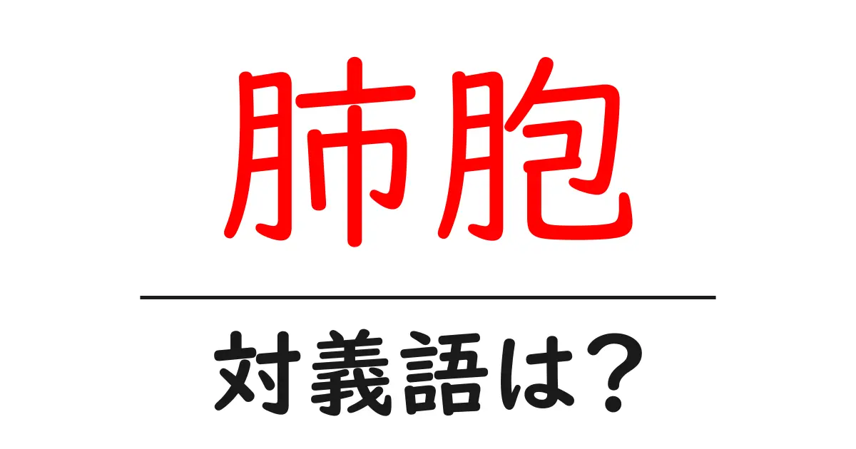 肺胞の対義語・反対語を使用例を交えて分かりやすく解説!