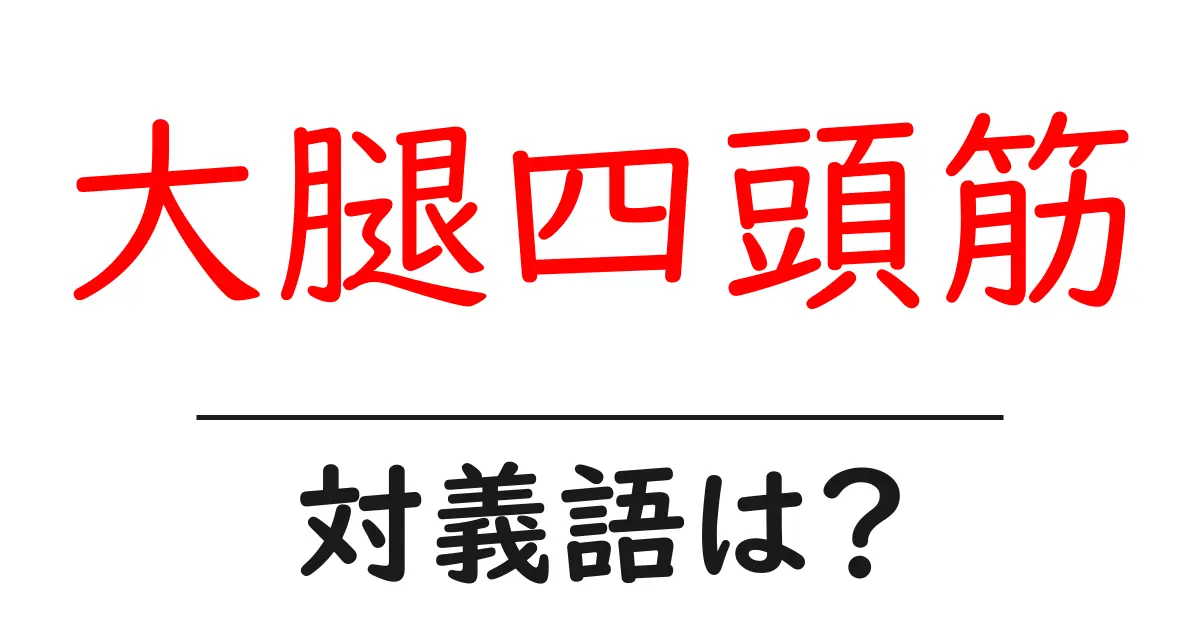 大腿四頭筋の対義語・反対語を使用例を交えて分かりやすく解説！