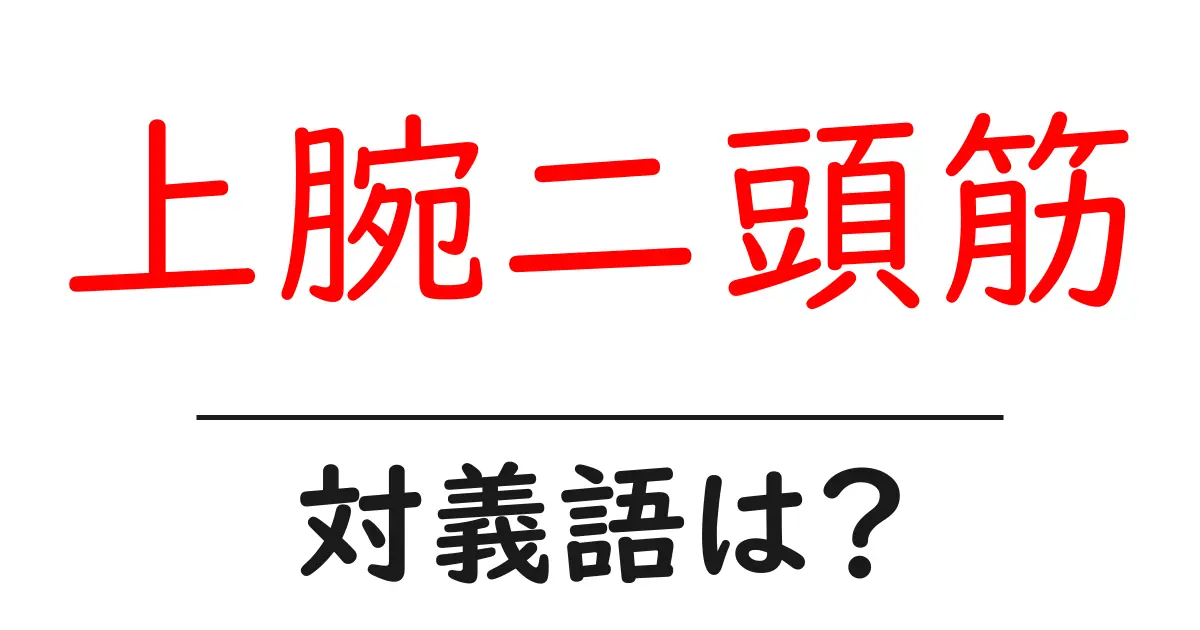 上腕二頭筋の対義語・反対語を使用例を交えて分かりやすく解説!