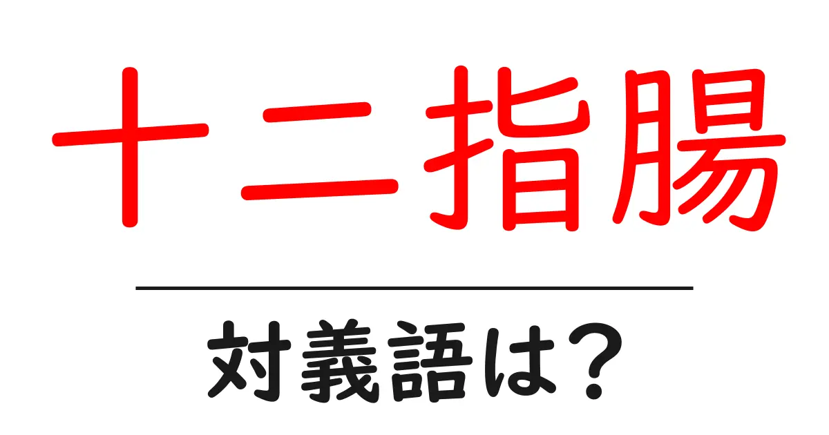 十二指腸の対義語・反対語を使用例を交えて分かりやすく解説!