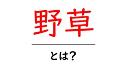 野草・とは？初心者が知るべき野草の意味と見つけ方共起語・同意語・対義語も併せて解説！