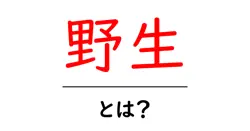 野生・とは？初心者にもわかる基礎ガイド共起語・同意語・対義語も併せて解説！