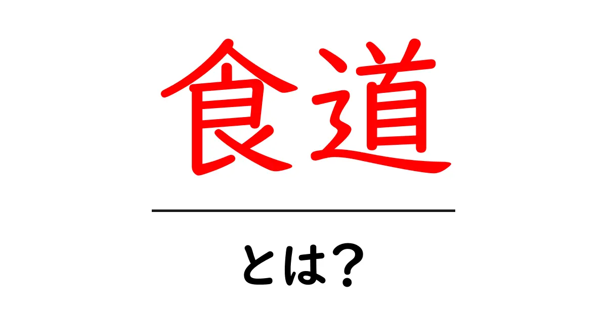食道・とは？中学生にもわかるやさしい解説と押さえるべきポイント共起語・同意語・対義語も併せて解説！