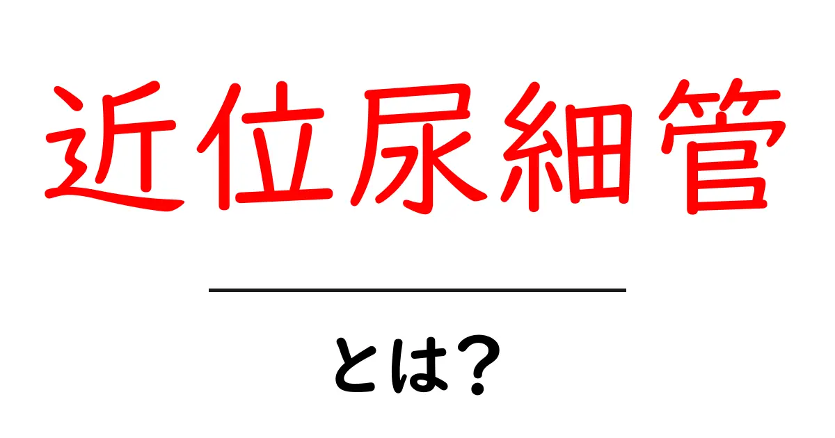 近位尿細管とは？初心者向け完全ガイド：働きと腎臓のしくみをやさしく解説共起語・同意語・対義語も併せて解説！