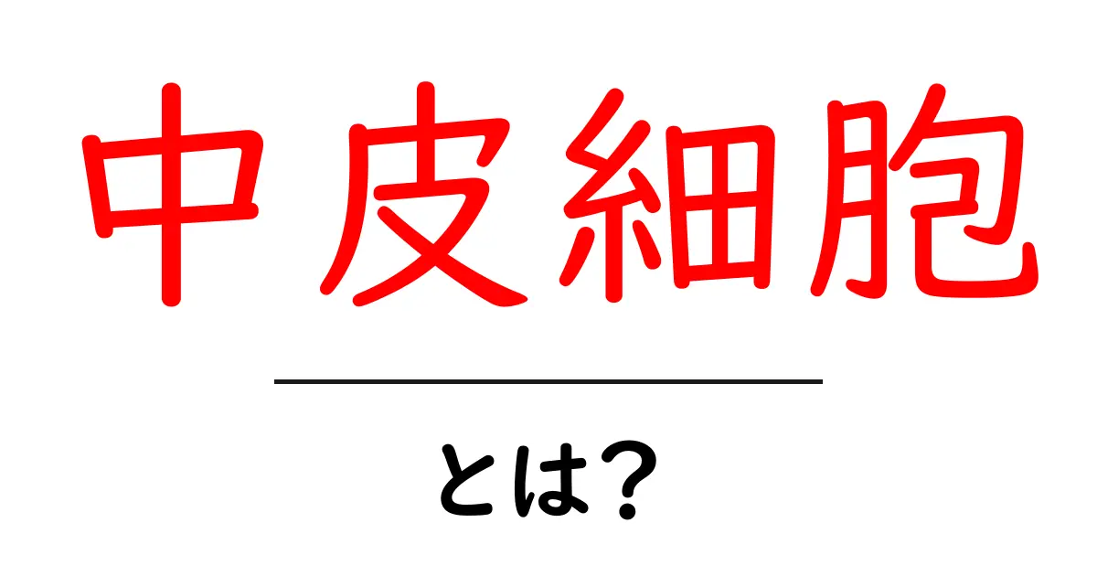 中皮細胞とは？—体を包む膜をつくる細胞の役割共起語・同意語・対義語も併せて解説！
