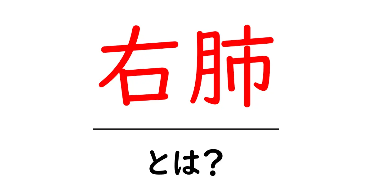 右肺とは?初心者でも分かる解説と基本のポイント共起語・同意語・対義語も併せて解説!