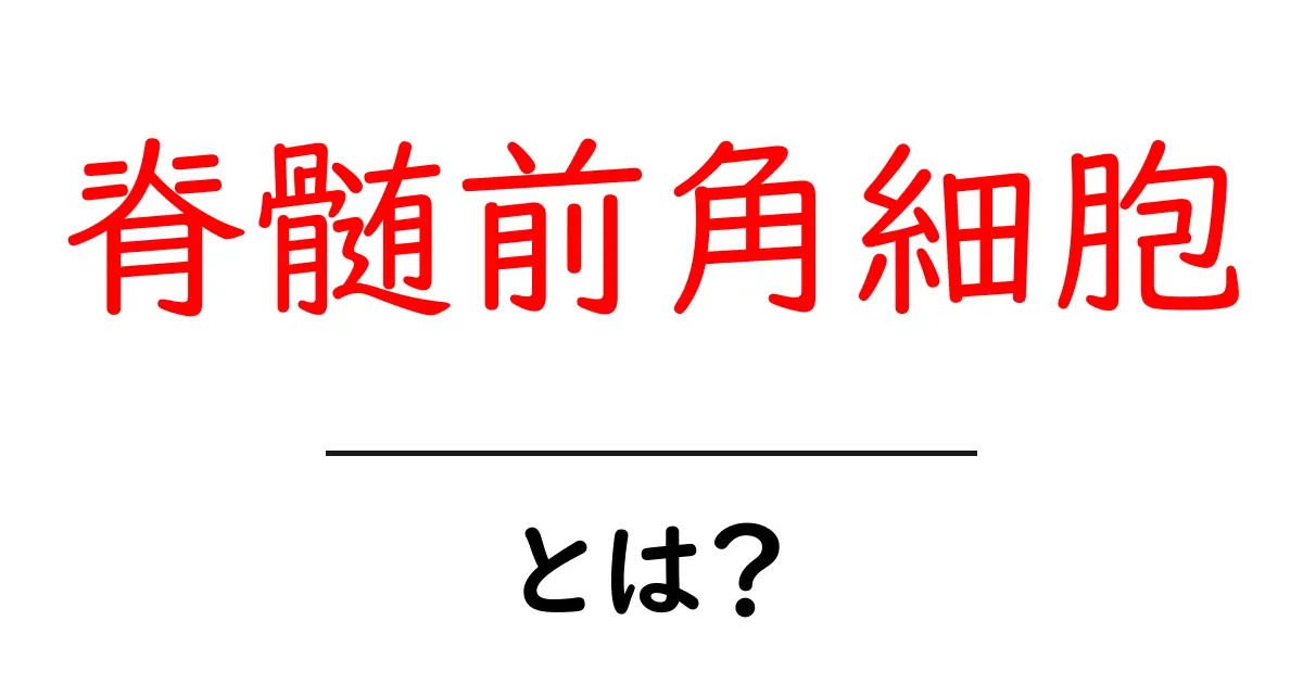脊髄前角細胞とは？初心者向け基礎ガイドで理解を深めよう共起語・同意語・対義語も併せて解説！