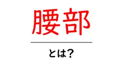 腰部・とは?初心者にもわかる腰のしくみと痛み対策ガイド共起語・同意語・対義語も併せて解説!