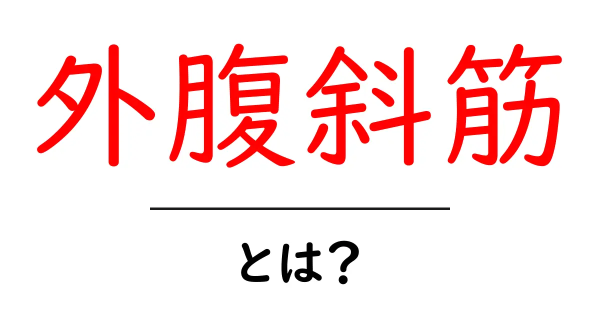 外腹斜筋・とは？初心者でもわかる基本と役割をやさしく解説共起語・同意語・対義語も併せて解説！