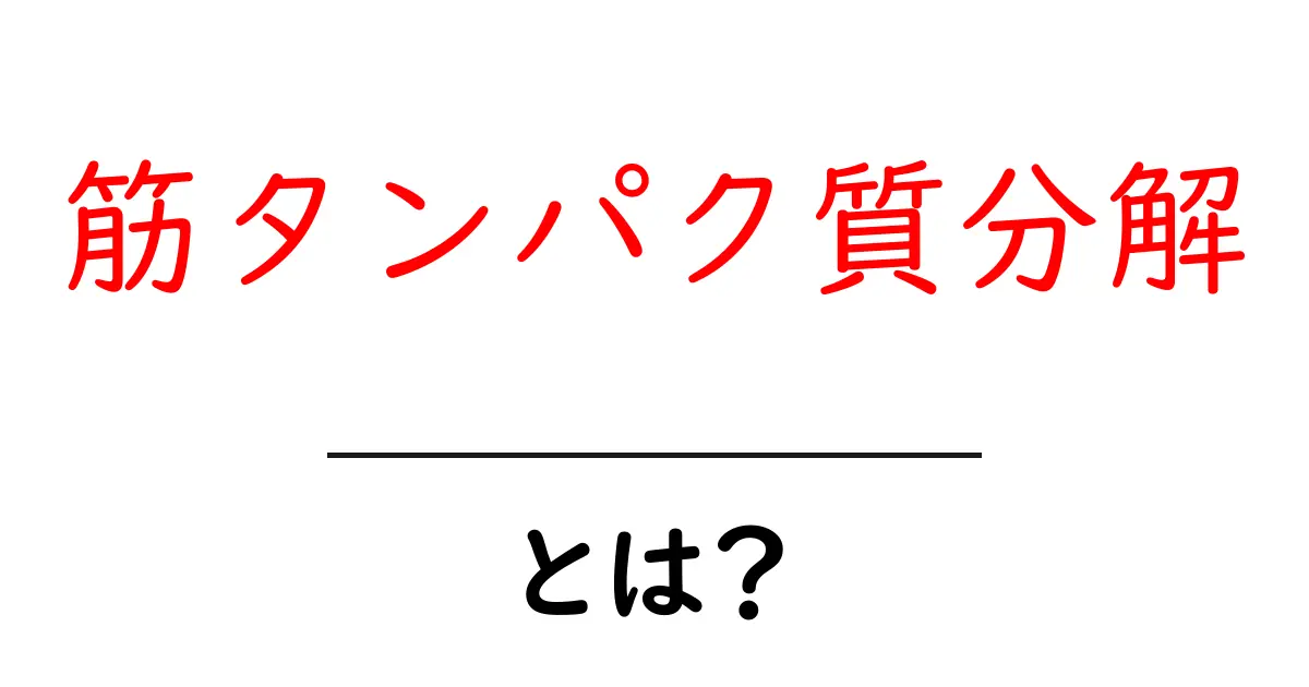 筋タンパク質分解とは?初心者向けにわかりやすく解説共起語・同意語・対義語も併せて解説!