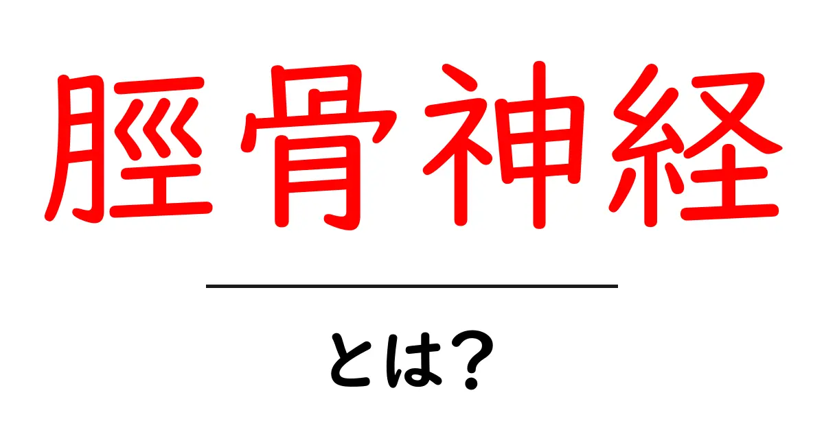 脛骨神経とは?初心者にもやさしく解説する基本ガイド共起語・同意語・対義語も併せて解説!