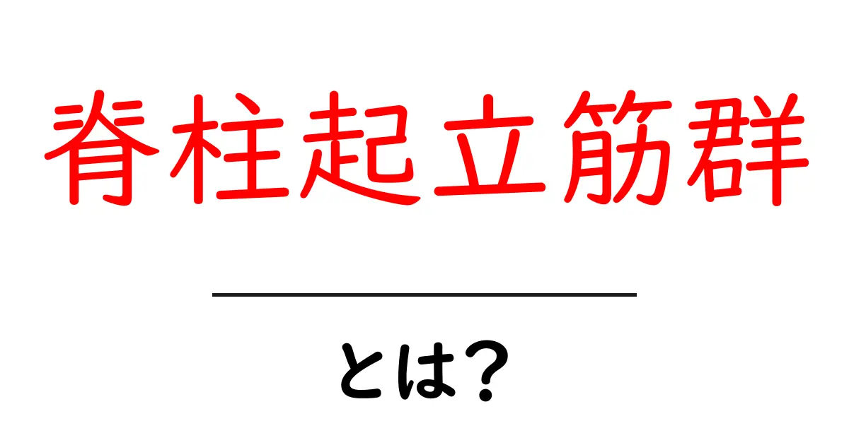 脊柱起立筋群とは?背中を支える重要な筋肉をやさしく解説共起語・同意語・対義語も併せて解説!