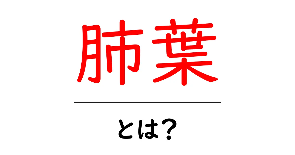 肺葉・とは？肺の区画をやさしく解説共起語・同意語・対義語も併せて解説！