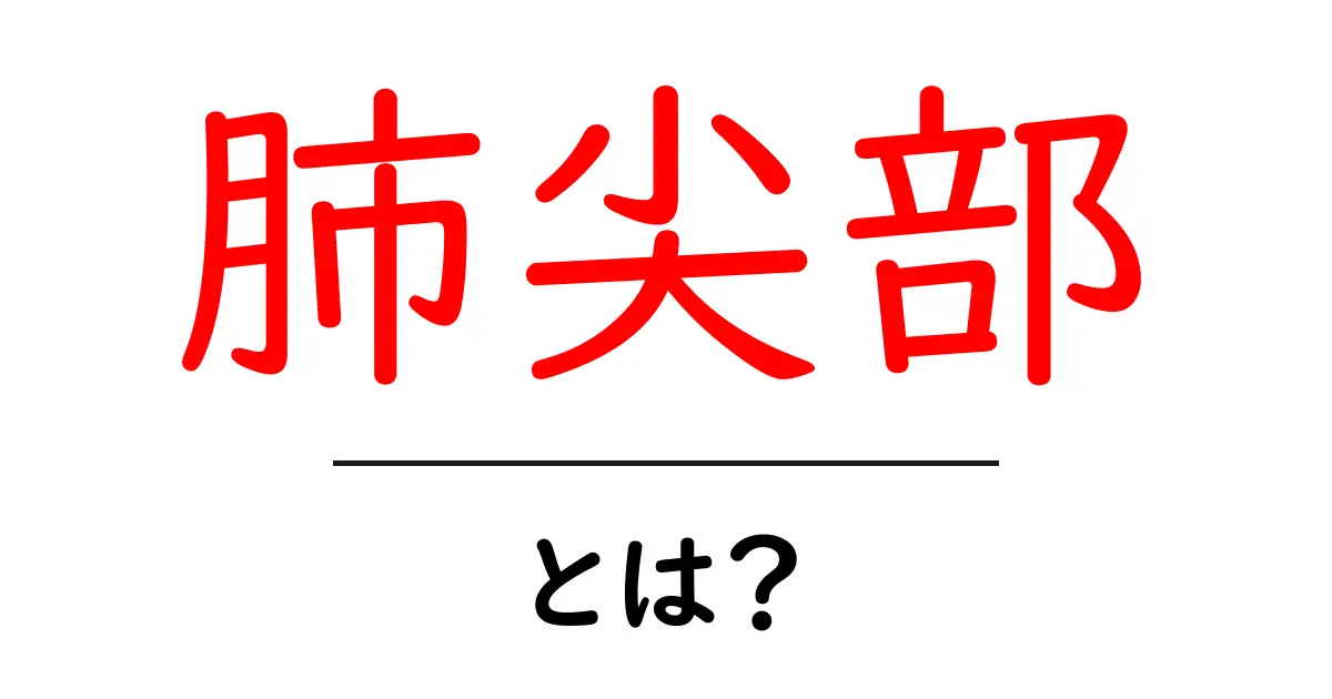 肺尖部とは?肺の上部の構造と役割をやさしく解説共起語・同意語・対義語も併せて解説!