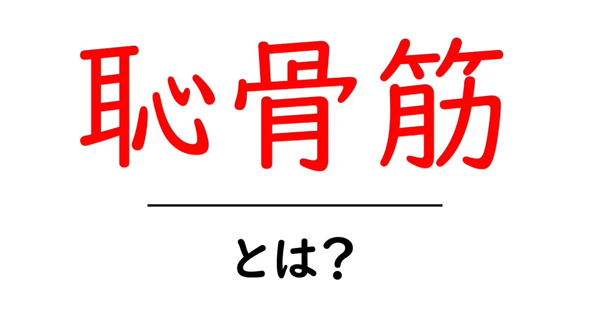 恥骨筋・とは?初心者にもわかる基礎解説と役割共起語・同意語・対義語も併せて解説!