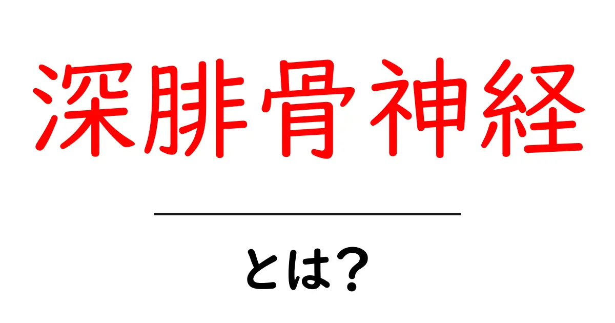 深腓骨神経・とは?足の痛みの原因を解く基礎解説共起語・同意語・対義語も併せて解説!