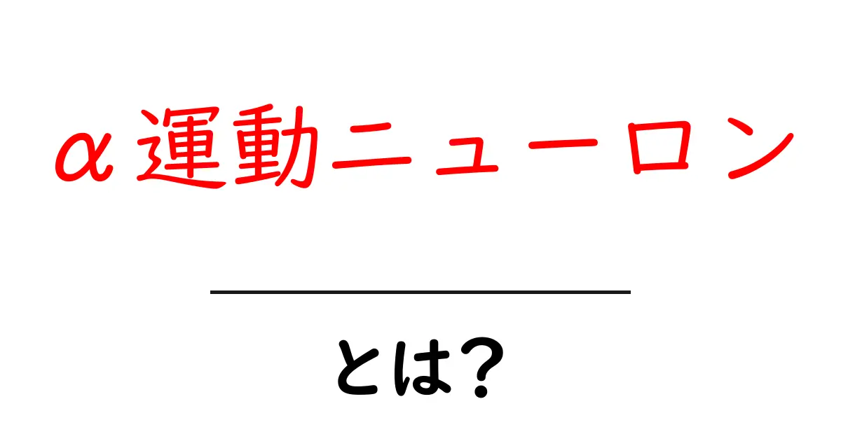 α運動ニューロンとは？体を動かす神経のしくみをやさしく解説共起語・同意語・対義語も併せて解説！