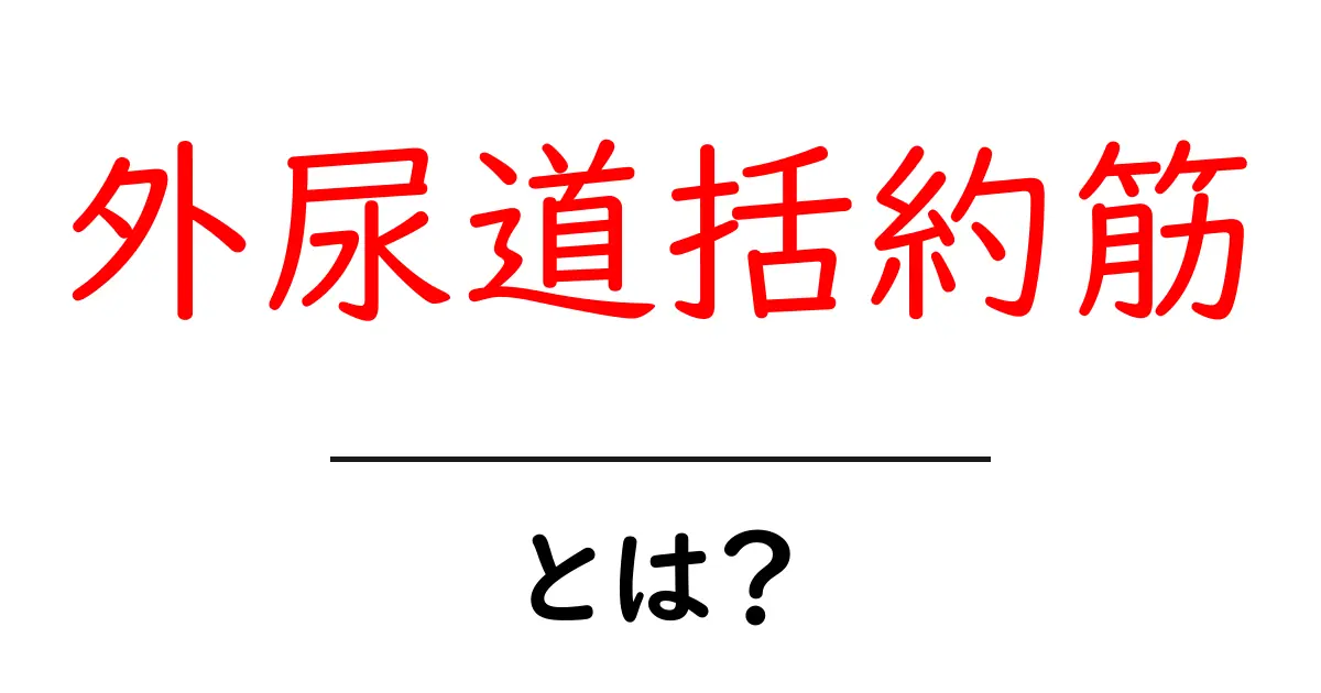 外尿道括約筋とは？初心者にもわかる基礎ガイド共起語・同意語・対義語も併せて解説！