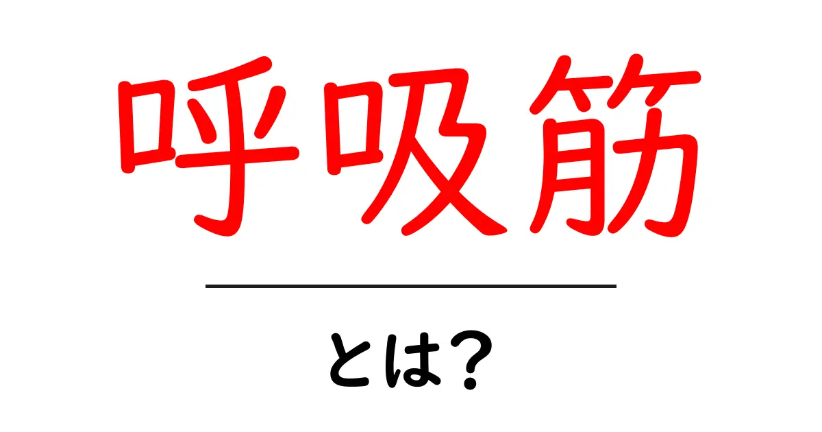 呼吸筋とは?私たちの体を支える重要な筋肉について知ろう!共起語・同意語も併せて解説!