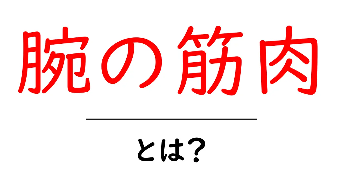 腕の筋肉とは？筋トレ初心者が知っておきたい基礎知識共起語・同意語も併せて解説！