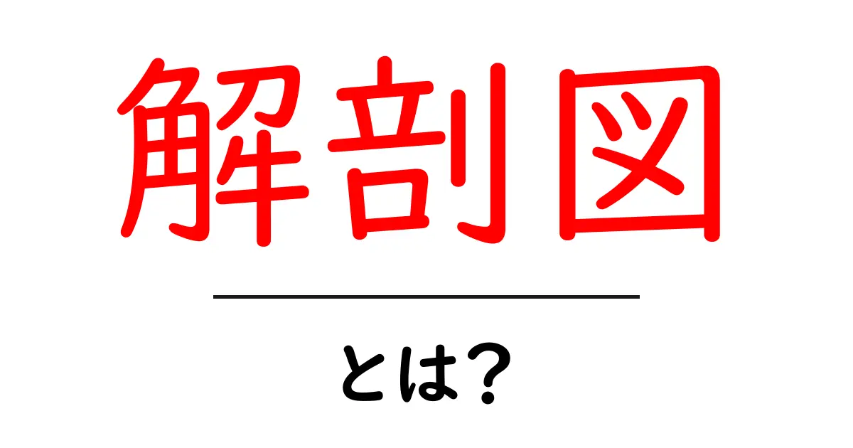 解剖図とは?私たちの体を知るための必需品を徹底解説共起語・同意語も併せて解説!