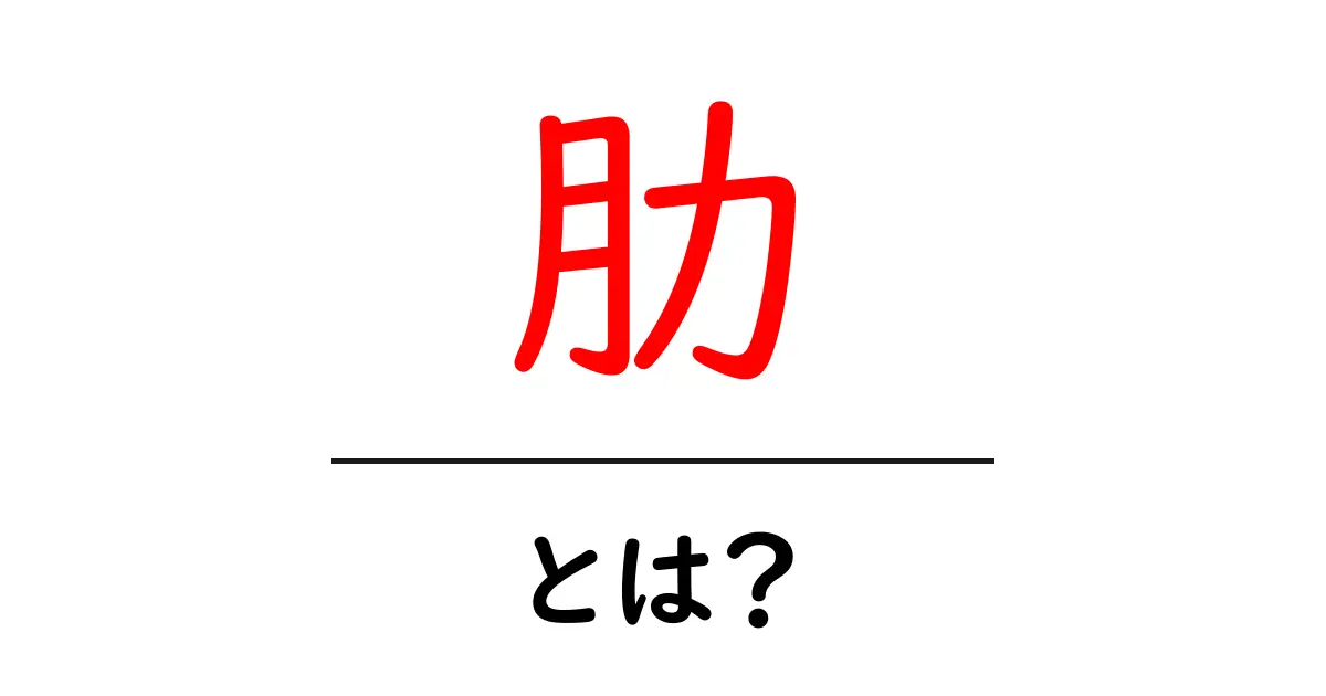 肋とは?人体の骨の重要な部分を解説します!共起語・同意語も併せて解説!