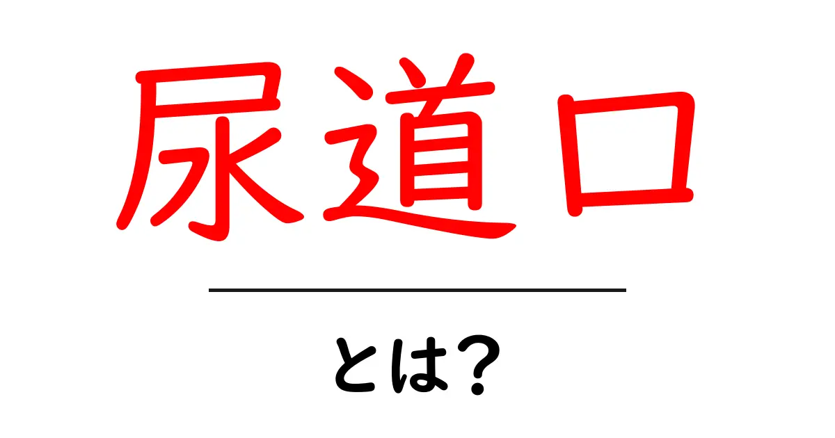 尿道口とは?その役割と健康への影響について知ろう共起語・同意語も併せて解説!